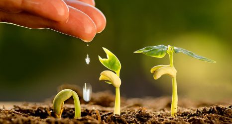 Agricultura sustentável